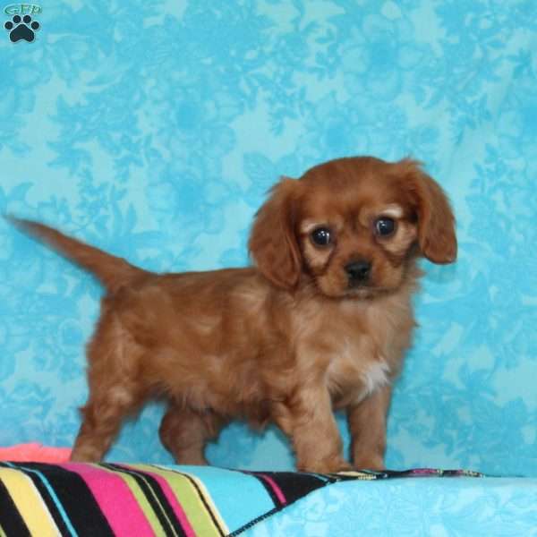 Gerry, Cavalier King Charles Spaniel Puppy